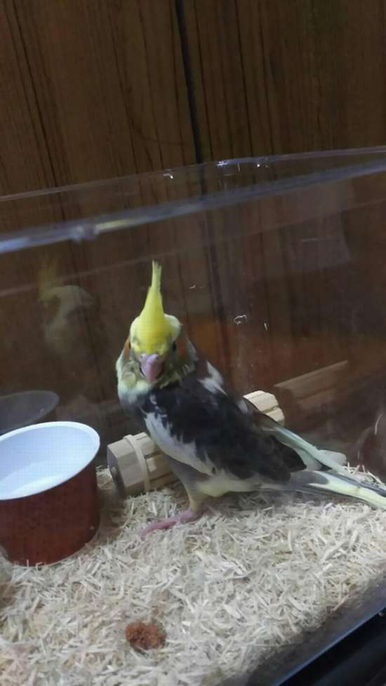 かわいいしぐさと動きに癒されまくり!オカメインコの飼い方とは!!