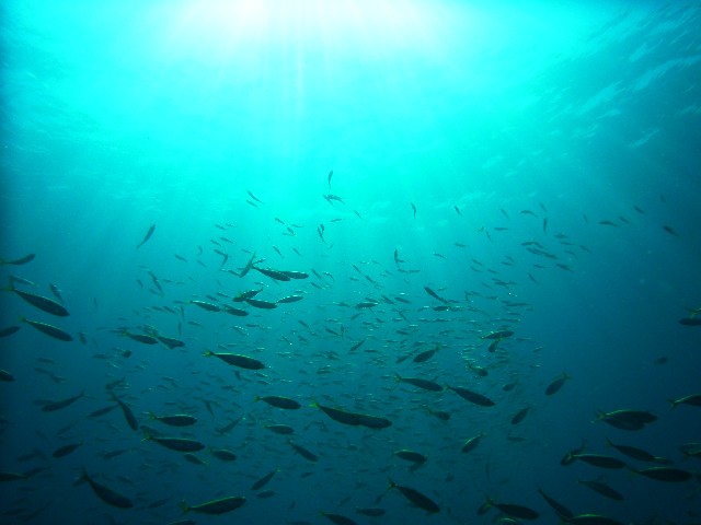 海の生き物に会いにおいでよ！！ 神戸市立須磨海浜水族園♪