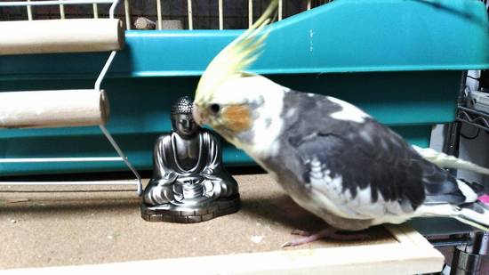 インコ女子急上昇中！！ そんなインコ、オウムの種類をご紹介！