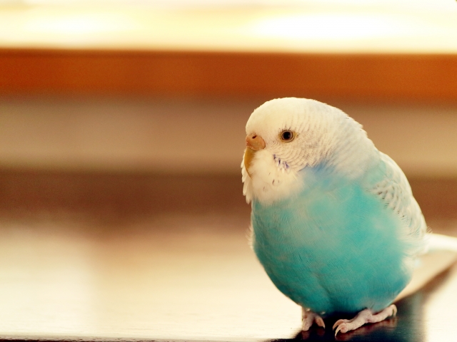 セキセイインコの飼い方教えます!飼い方次第で大事な家族になれる!