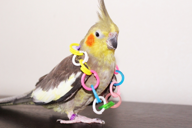 インコを飼うなら必要！ インコ用のおもちゃをご紹介！