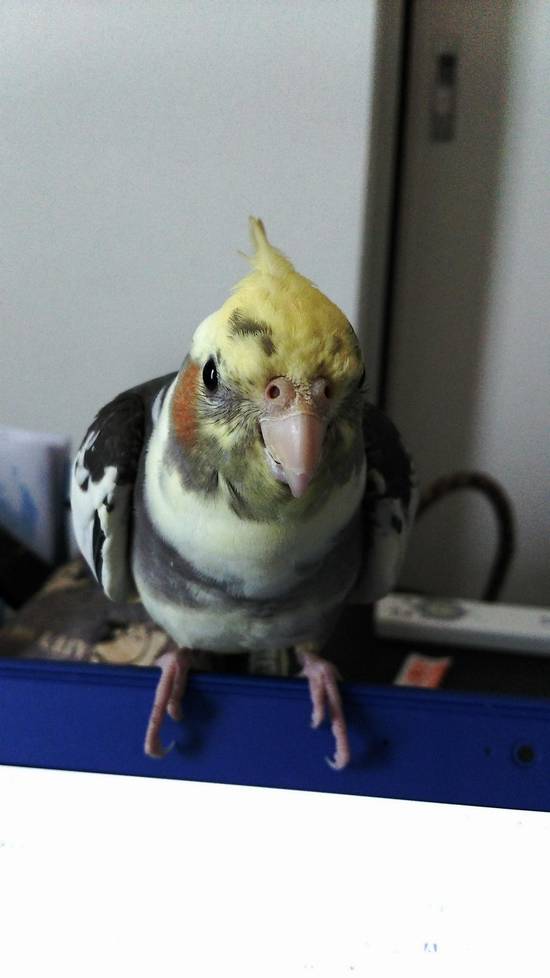 インコが迷子に… そんな時にできる事、見つかったらどうするべきか